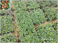Plant tomate cerise - rouge