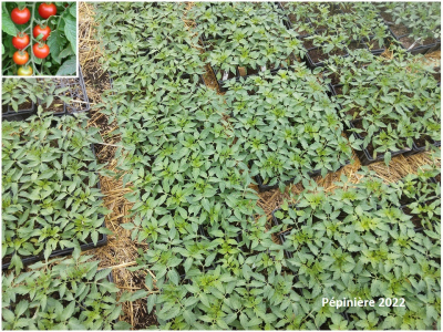 Plant tomate cerise - cerise rouge