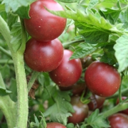 Plant tomate cerise - cerise noire