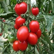 Plant tomate cerisette brin de muguet