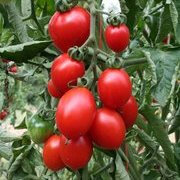 Plant tomate cerisette - brin de muguet