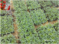 Plant tomate cerise - miel du mexique