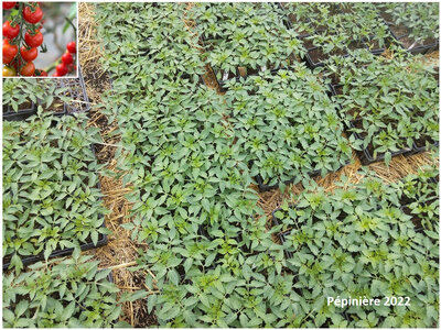 Plant tomate cerise - miel du mexique