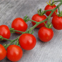 Plant tomate cerise - delice des jardiniers