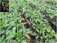 Plant tomate cerise - farenheit blue