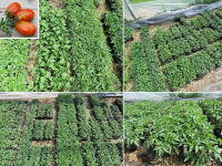 Plant tomate cerise - prune noire