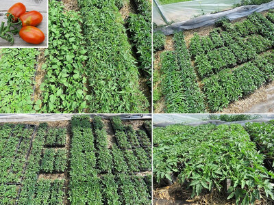 Plant tomate cerise - prune noire