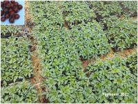 Plant tomate cerise - black cherry