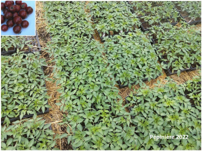 Plant tomate cerise - black cherry