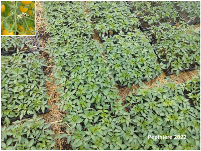 Plant tomate cerise - clementine