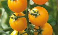 Plant tomate cerise - jaune flammee
