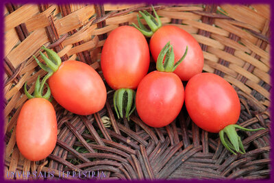 Plant tomate cerise - whippersnapper