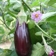Plant aubergine - de toulouse