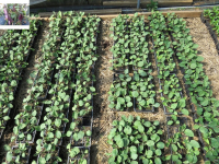 Plant aubergine - slim jim