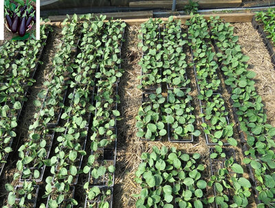 Plant aubergine - alexandra (précoce)