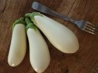 Plant aubergine - dourga