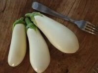 Plant aubergine - dourga