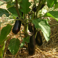 Plant aubergine - de barbentane