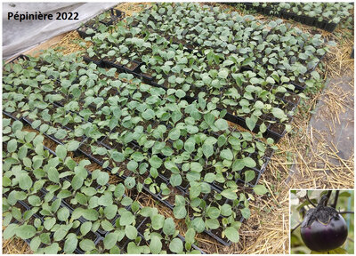 Plant aubergine - ronde de valence
