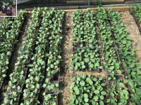 Plant aubergine - black beauty