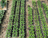 Plant piment - poblano