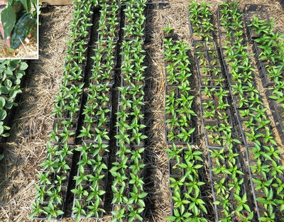 Plant piment - poblano