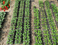 Plant piment - de la bresse