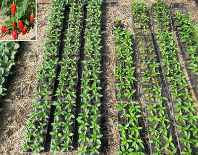 Plant piment - de la bresse