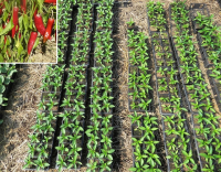 Plant piment - sucette de provence