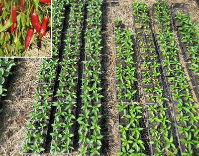 Plant piment - sucette de provence