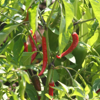 Plant piment - de cayenne (force 6/10)