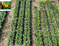 Plant piment - habanero golden