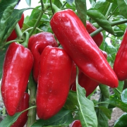 Plant poivron - doux d’espagne