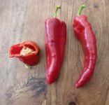 Plant poivron - pantos