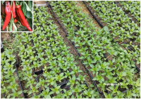 Plant poivron - corno di toro rouge