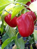 Plant poivron - yolo wonder