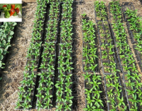 Plant poivron - california wonder orange