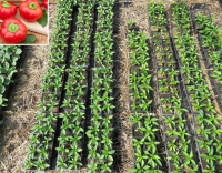 Plant poivron - 'tomate'