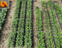 Plant poivron - petit marseillais