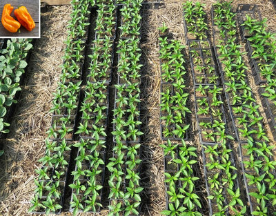 Plant poivron - petit marseillais