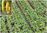 Plant poivron - corno di bue giallo