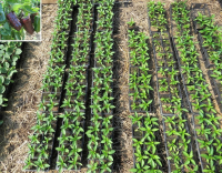 Plant poivron - chocolat