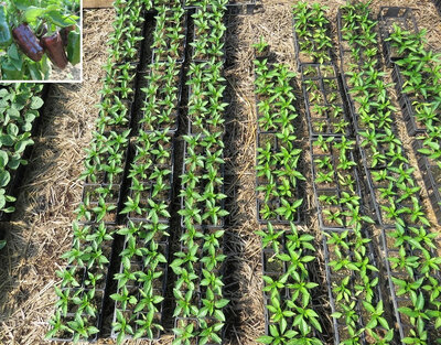 Plant poivron - chocolat