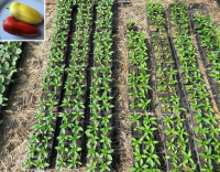 Plant poivron - zorza