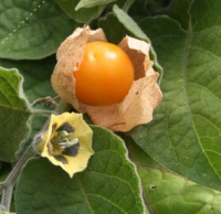 Plant physalis - prune des incas