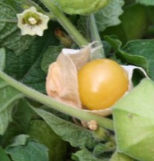 Plant physalis - cerise de terre