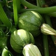 Plant courgette - ronde de nice