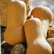 Plant courge - butternut