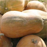 Plant courge - sucrine du berry