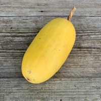 Plant courge - spaghetti